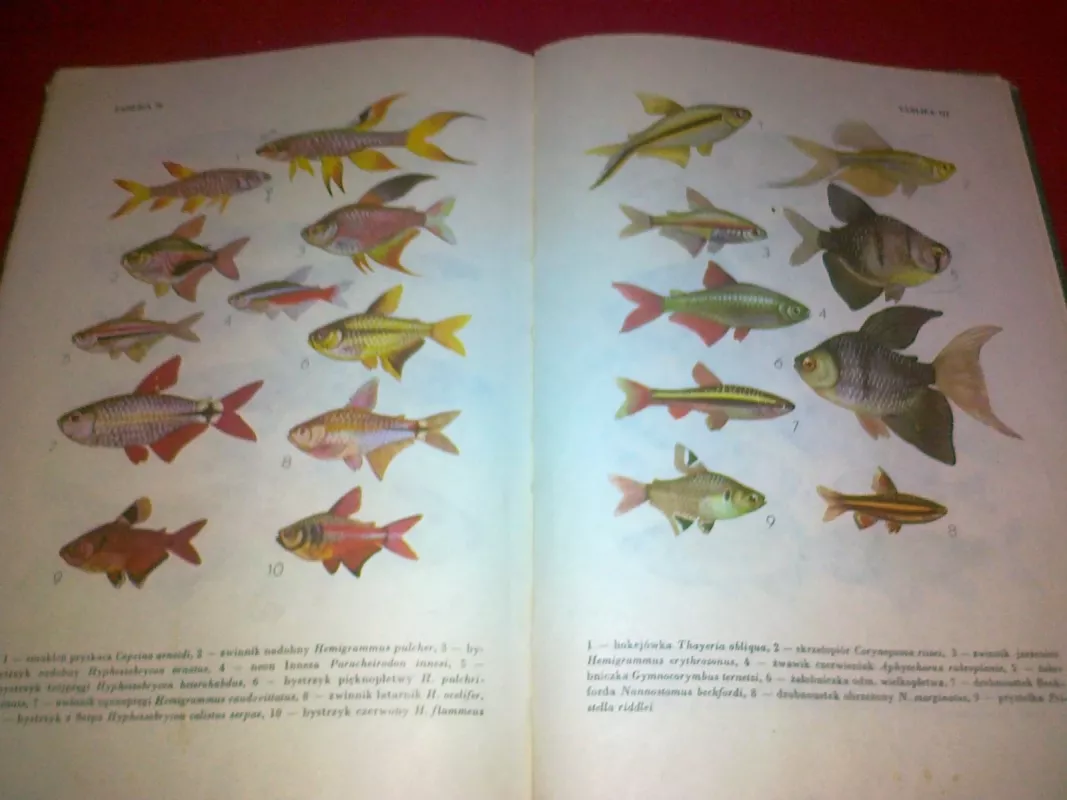 Ryby w akwarium - Jerzy Ring, Henryk Jakubowski, knyga