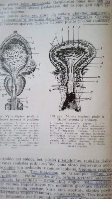 Žmogaus anatomija - S. Pavilonis, knyga 5