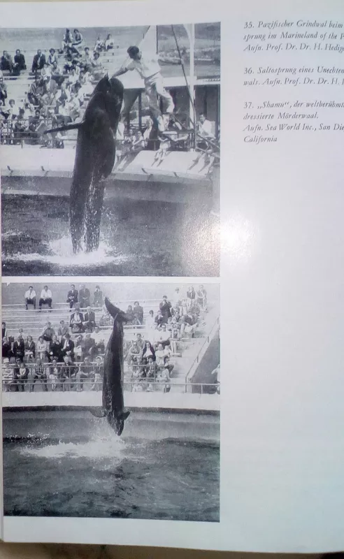 Ratsel um delfine -Mįslės pie delfinus - Dr.Hans- Gunter Petzold, knyga