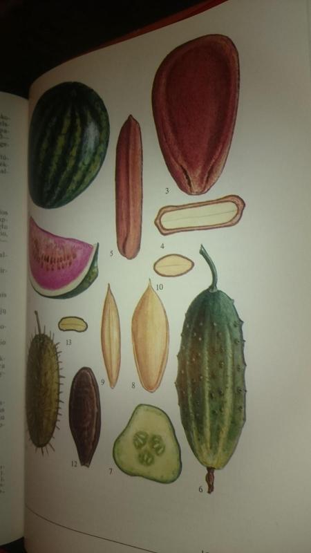 Lietuvos augalų vaisiai ir sėklos - Algirdas Grigas, knyga 5