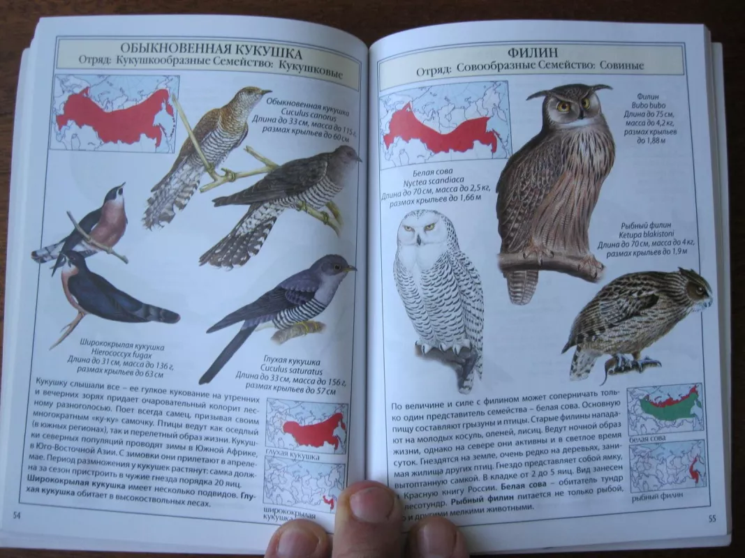 Птицы России - Autorių Kolektyvas, knyga