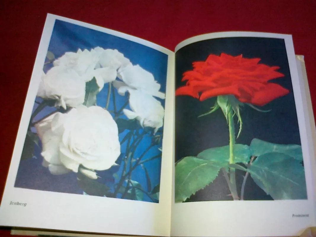 Rožės - Algirdas Puipa, knyga