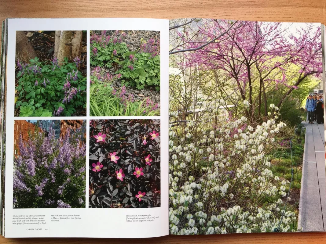 Gardens of the High Line - Piet Outdolf, knyga