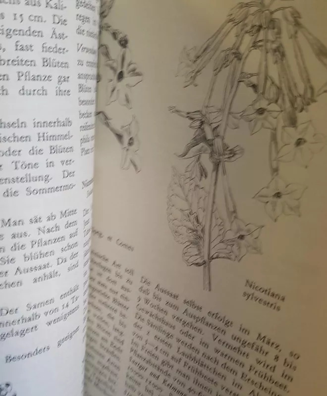 Sommerblumen für den Garten - Arno Hielscher, knyga