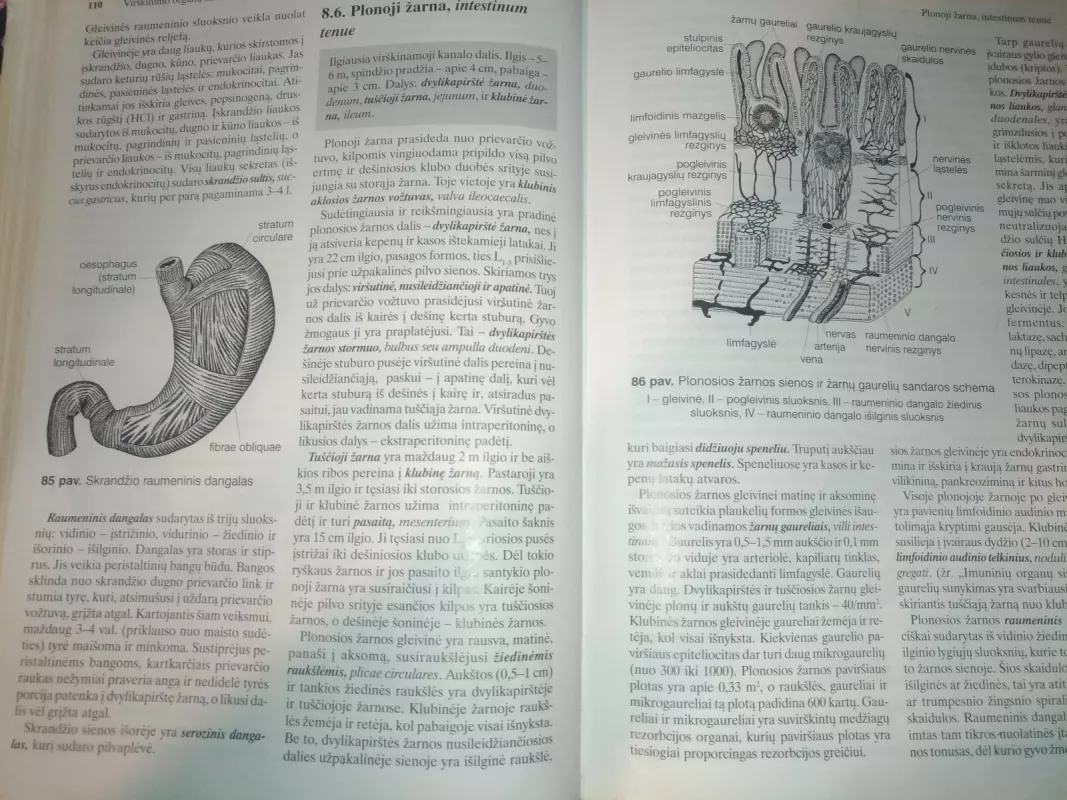 Zmogaus Anatomija - Autorių Kolektyvas, knyga