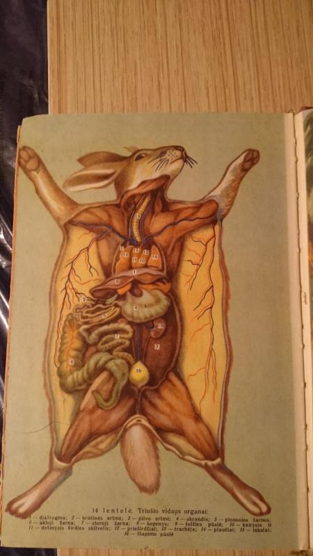 Zoologija (VI -  VII klasei) - V. Šalajevas, N.  Rykovas, knyga 3