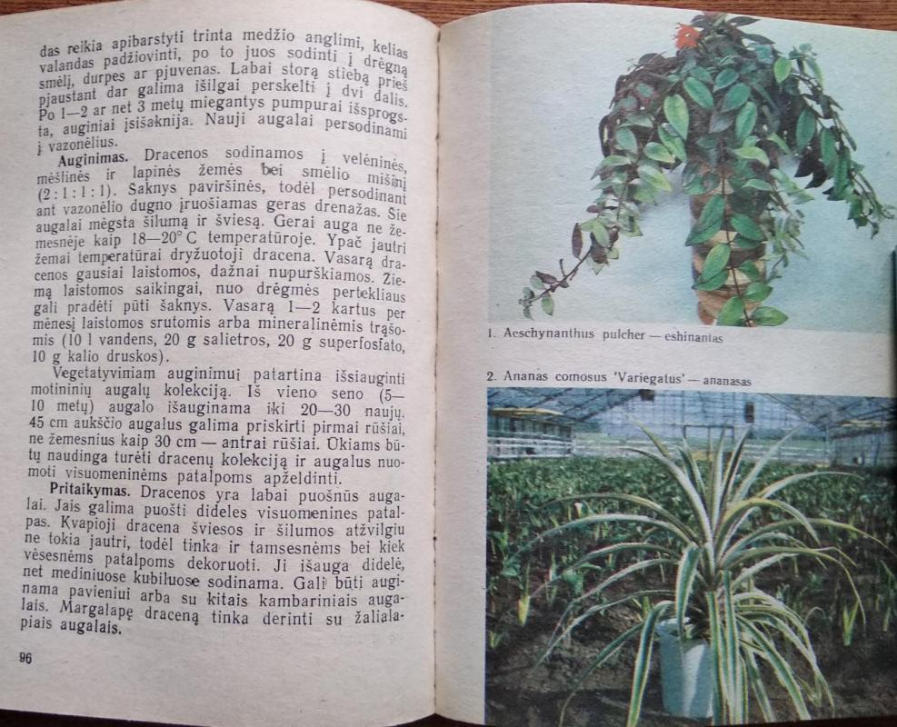 Vazoninės gėlės - Autorių Kolektyvas, knyga 3