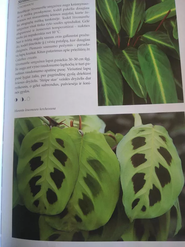 Kambarinių gėlių enciklopedija - Nico Vermeulen, knyga 6