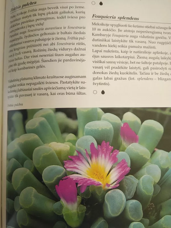 Kambarinių gėlių enciklopedija - Nico Vermeulen, knyga 4