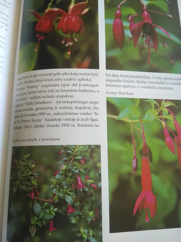 Kambarinių gėlių enciklopedija - Nico Vermeulen, knyga 3