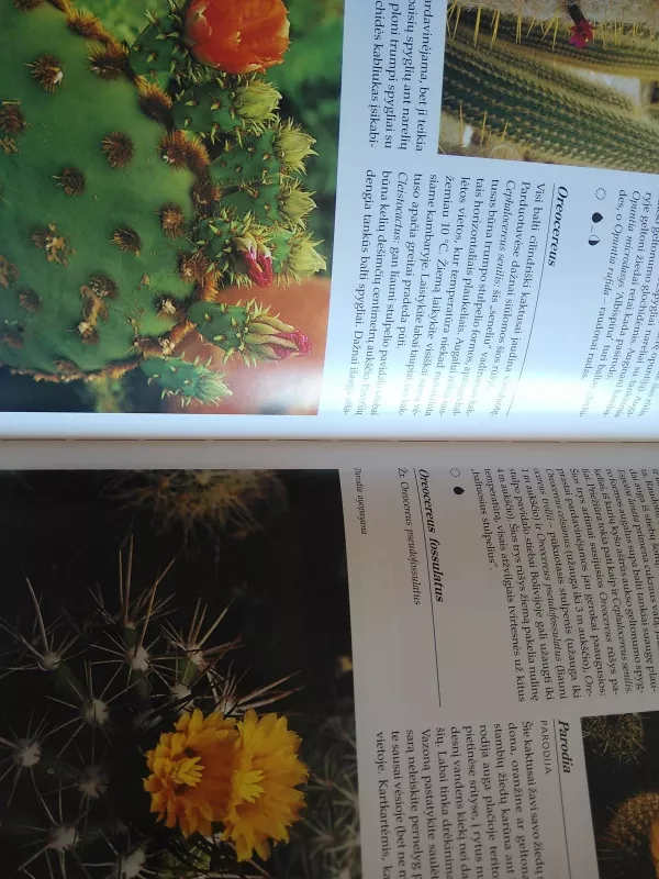 Kambarinių gėlių enciklopedija - Nico Vermeulen, knyga 2