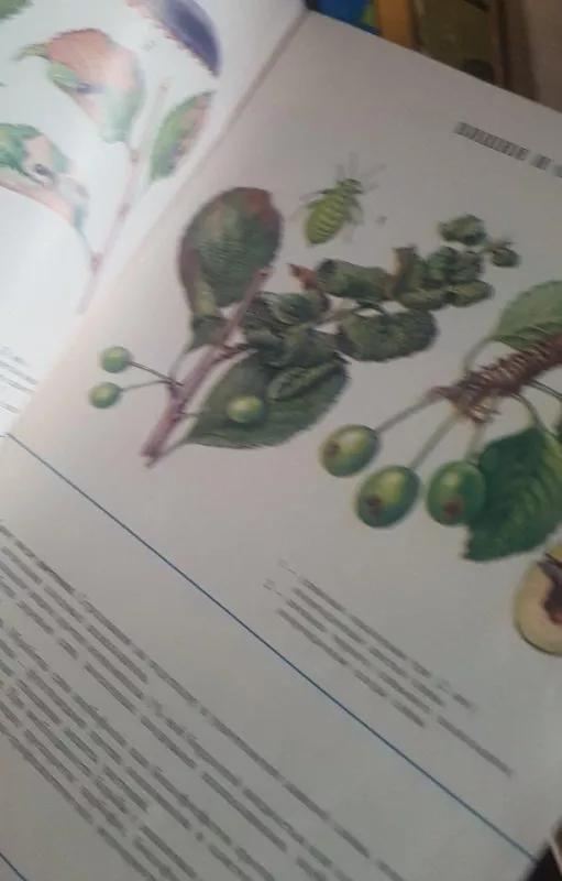 Календарь работ по борьбе с вредителями и болезнями сада - Autorių Kolektyvas, knyga