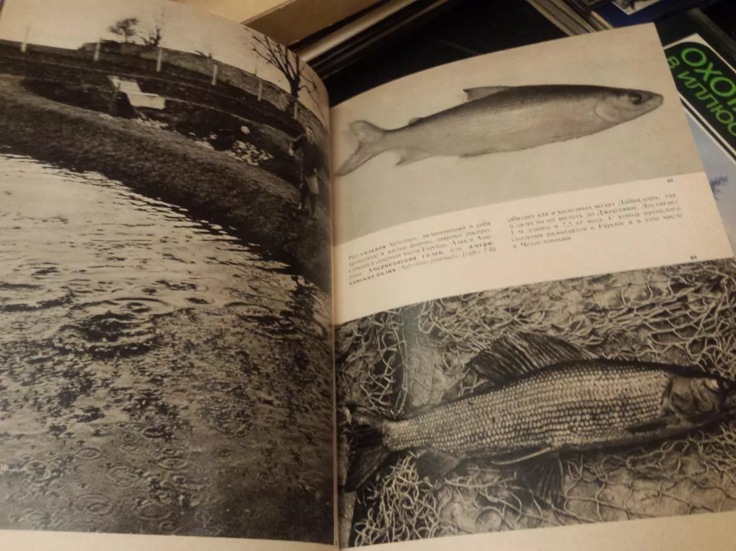 Iliustruota žuvų enciklopedija - Stanislav Frank, knyga 4