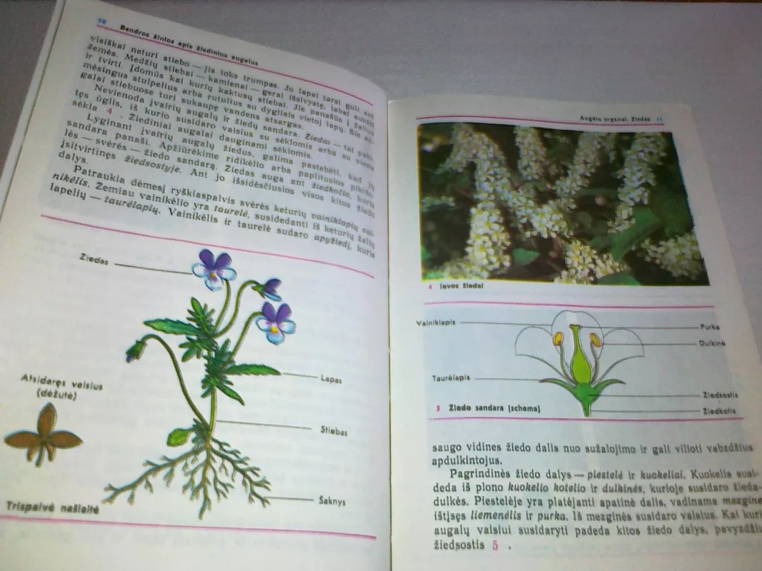 Botanika 6-7 klasei - V. Korčiagina, knyga
