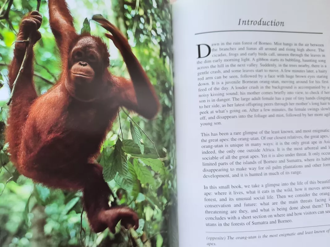 The Natural History of Orang Utan - Elisabeth Bennett, knyga
