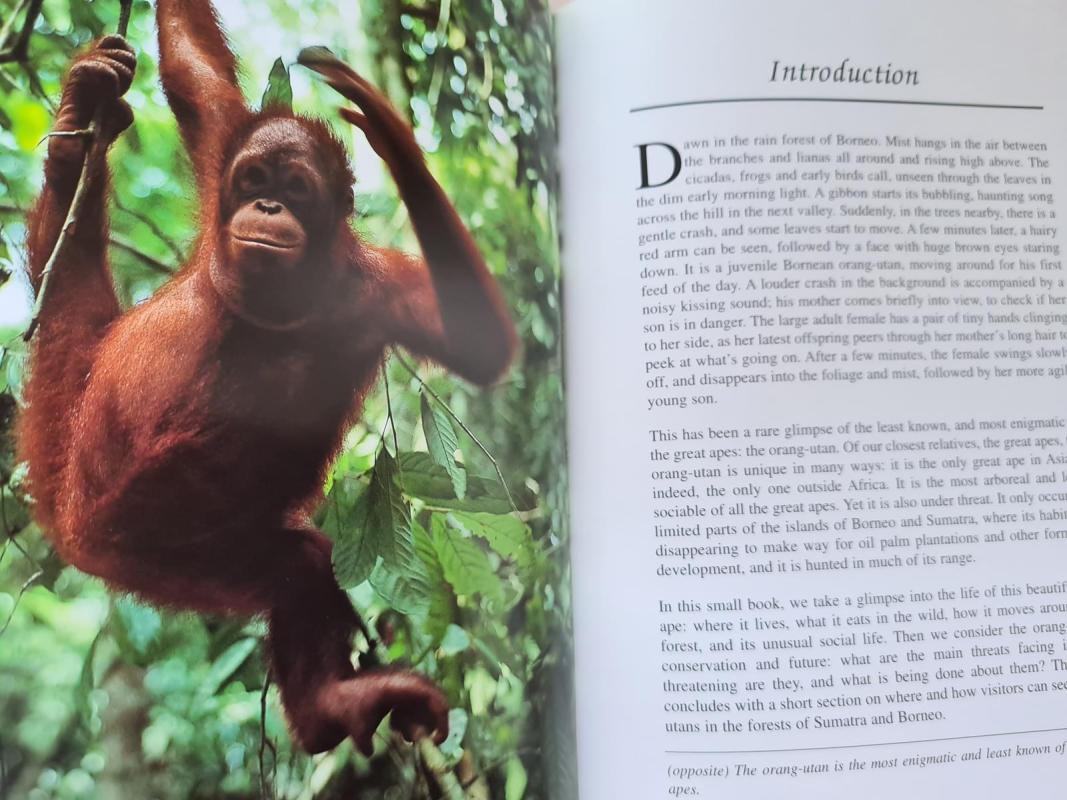 The Natural History of Orang Utan - Elisabeth Bennett, knyga 3