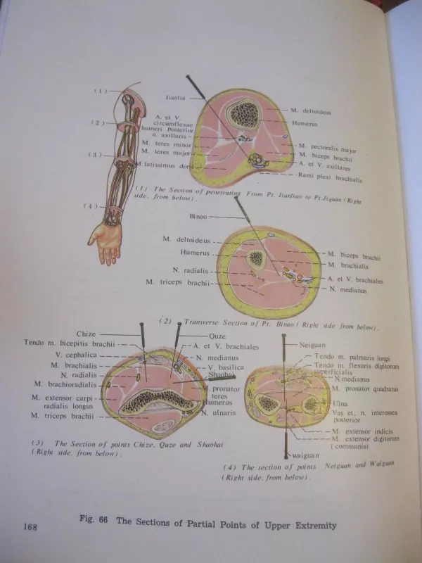 Anatomical Atlas of Chinese Acupuncture Points - Autorių Kolektyvas, knyga 3