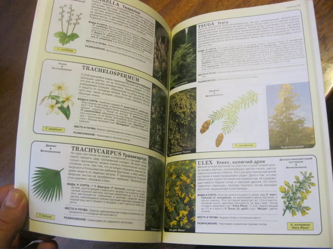 Все о хвойных и вечнозеленых растениях - Дэвид Хессайон, knyga 4
