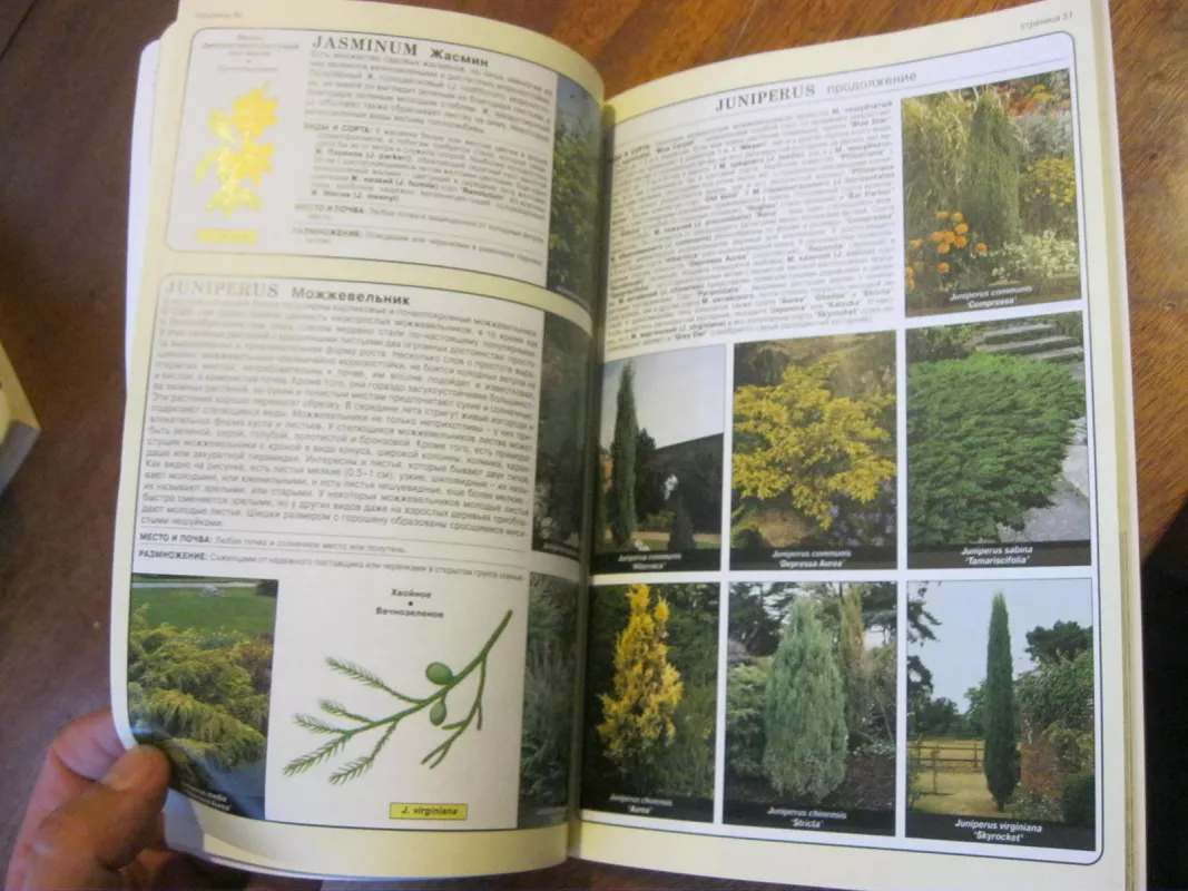 Все о хвойных и вечнозеленых растениях - Дэвид Хессайон, knyga 3