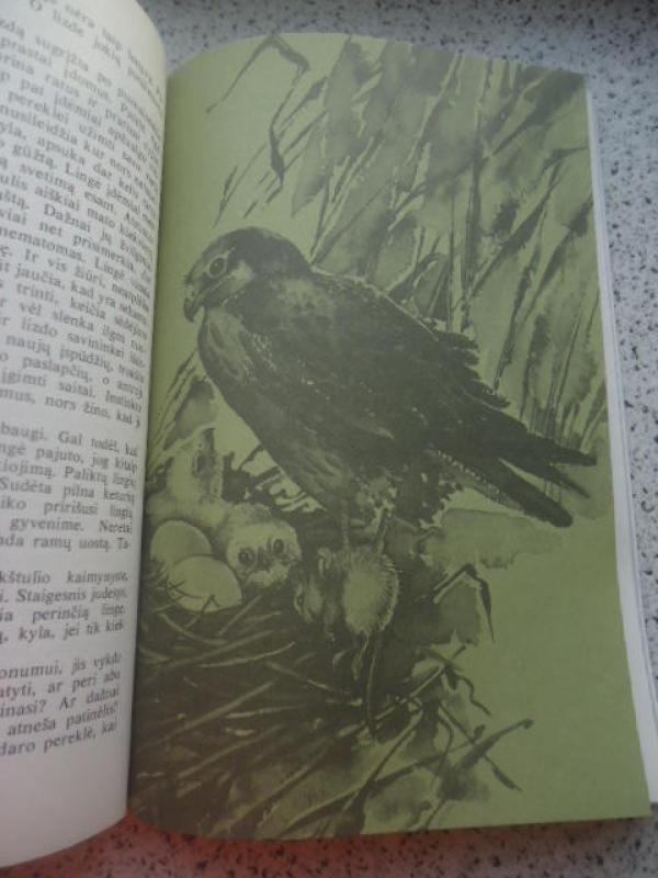 Paukštulis-ežero vaikas - Vytautas Nedzinskas, knyga 2