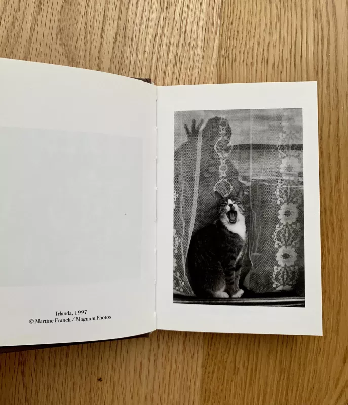Il piccolo libro dei gatti - Barbara Verduci, knyga