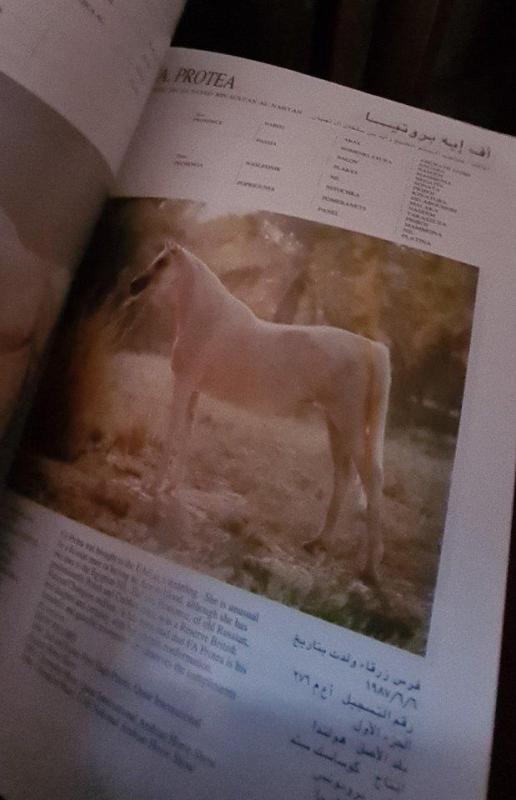 Arabiškų žirgų bukletas - Autorių Kolektyvas, knyga 2