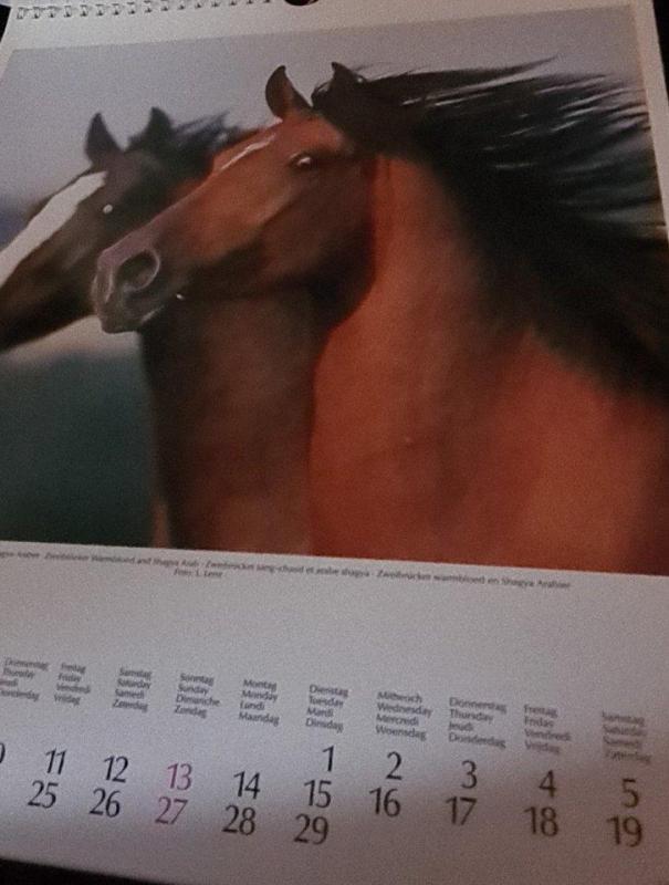 Kalendorius Pferde in the wind 2000 (Horse) - Autorių Kolektyvas, knyga 4