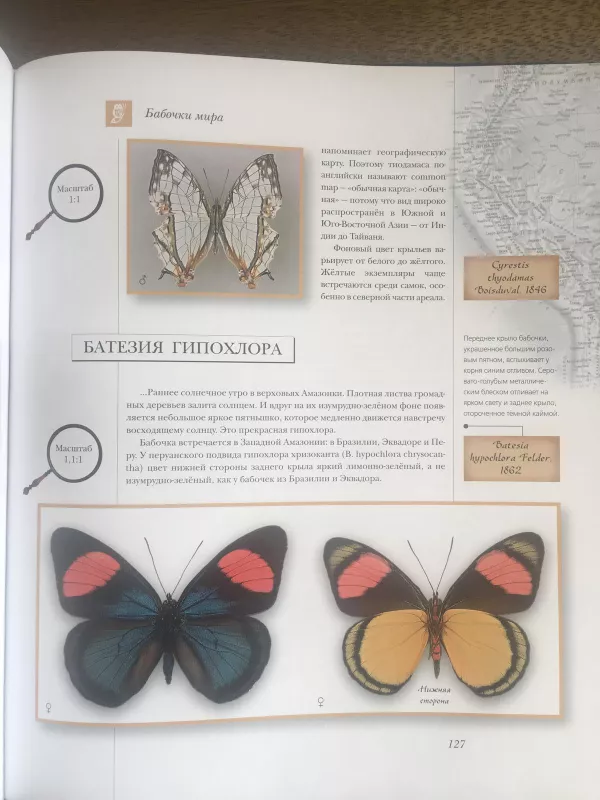 Самые  красивые и знаменитые бабочки мира - Леонид Каабак, knyga 3