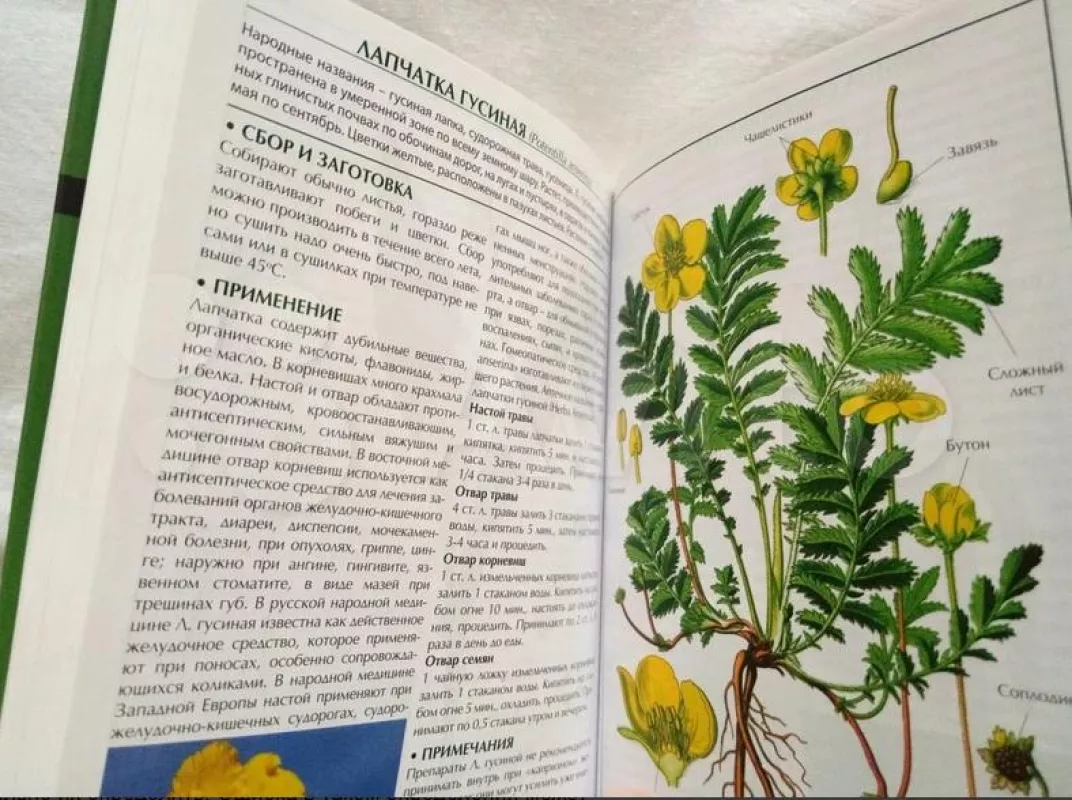 Лекарственные растения. Карманная энциклопедия - авторов Группа, knyga 5