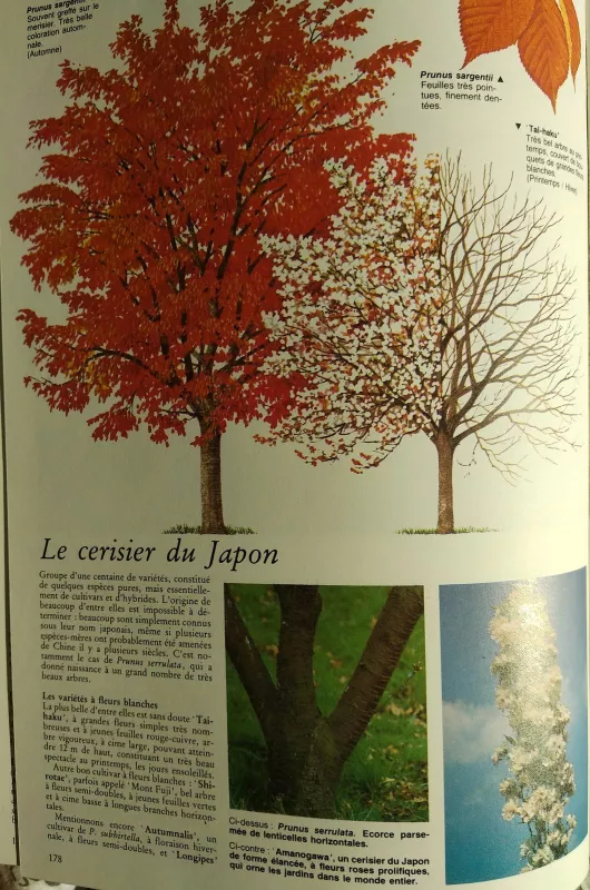 Encyclopédie visuelle des arbres (Medžių enciklopedija) - Autorių Kolektyvas, knyga 3