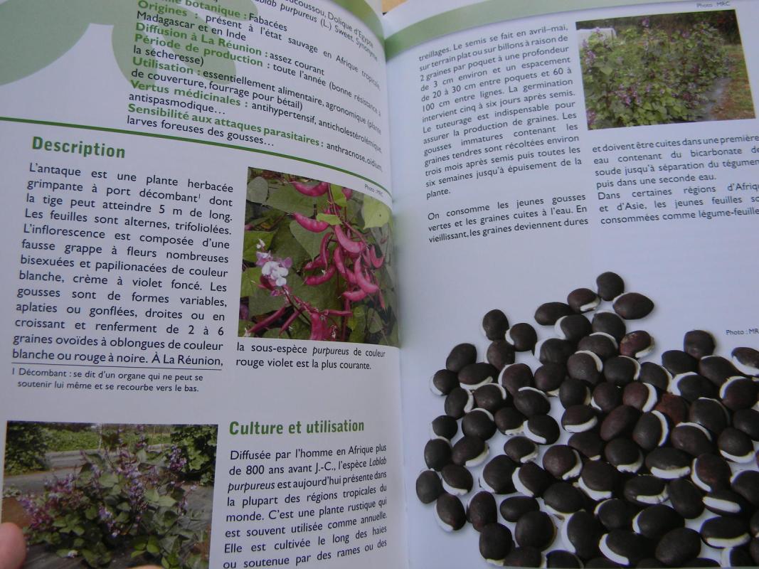 fruits et legumes lontan - Autorių Kolektyvas, knyga 4