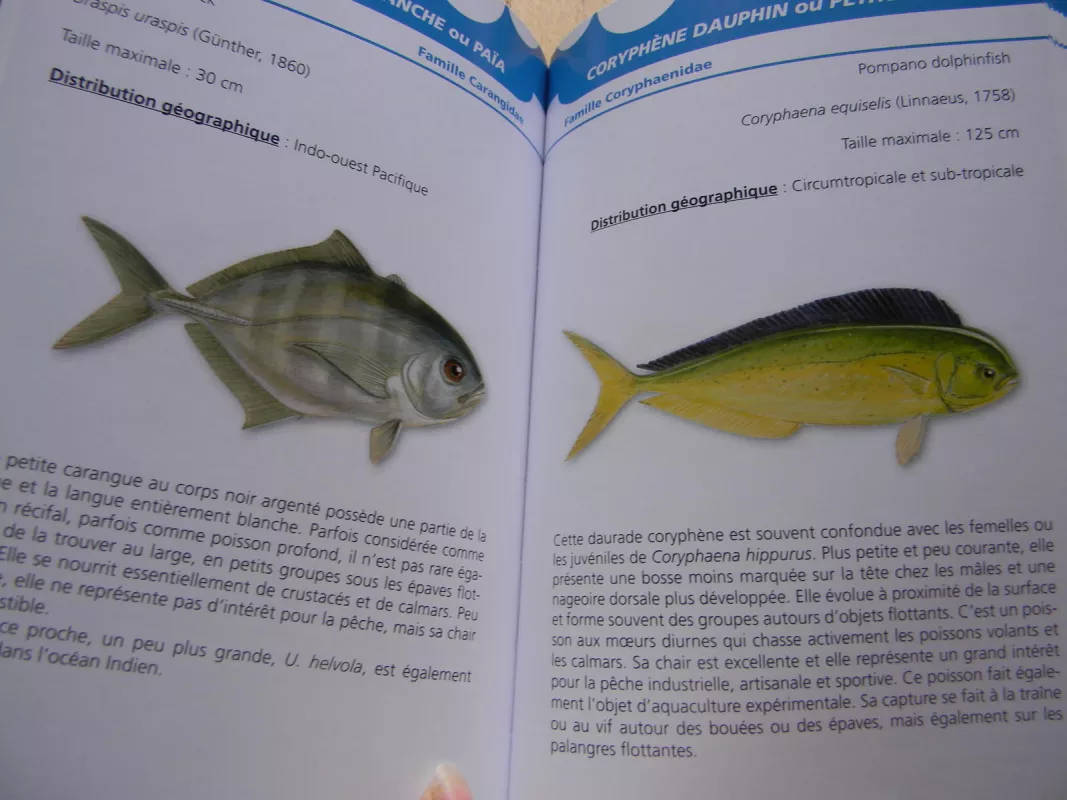 poissons pelagiques - patrick durville, knyga