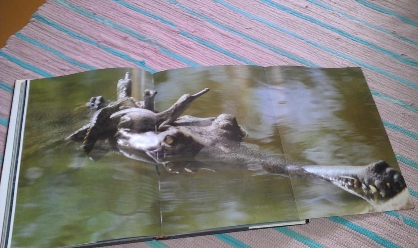 \"Животный мир Индии \" - Беди Рамеш, knyga 4