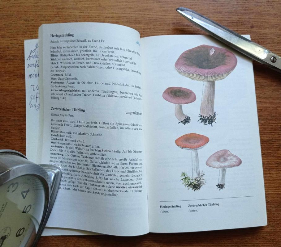 Pilze sicher bestimmt - Bickerich Stoll, knyga 4