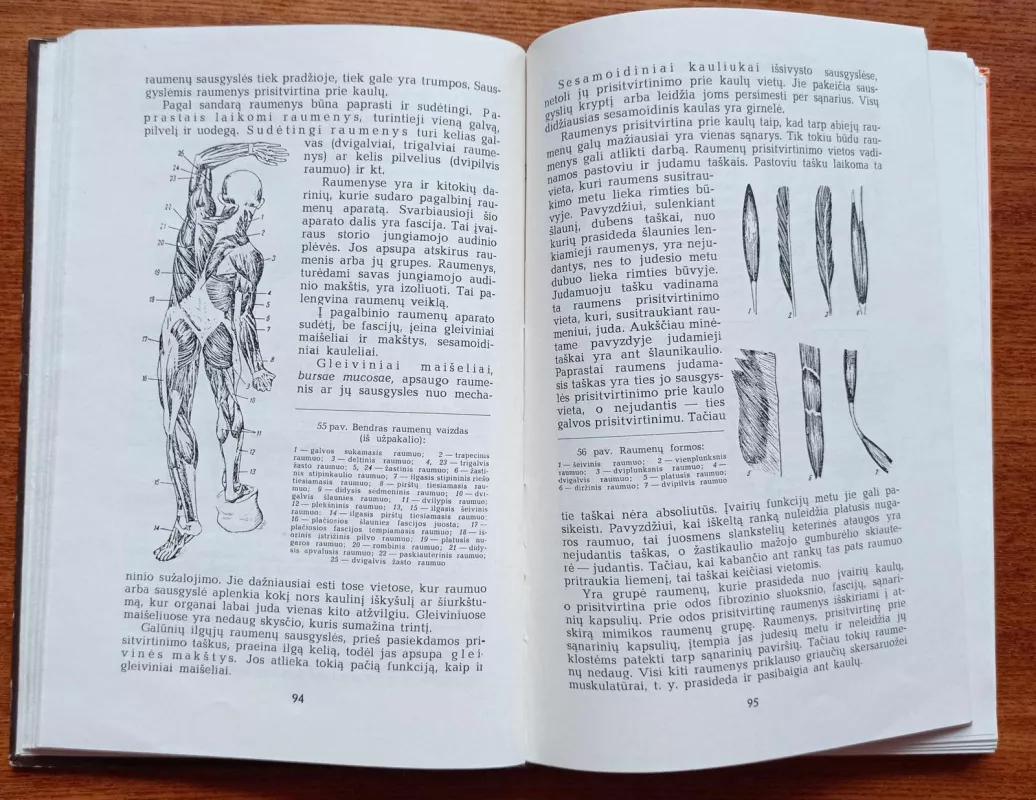 Žmogaus anatomija - A. Jurgutis, knyga