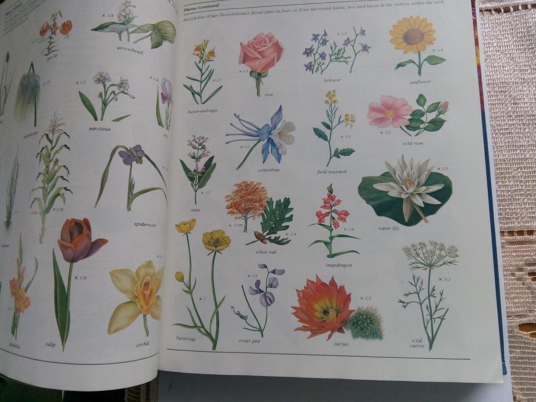 Biological Science A Molecular Approach - Autorių Kolektyvas, knyga 4