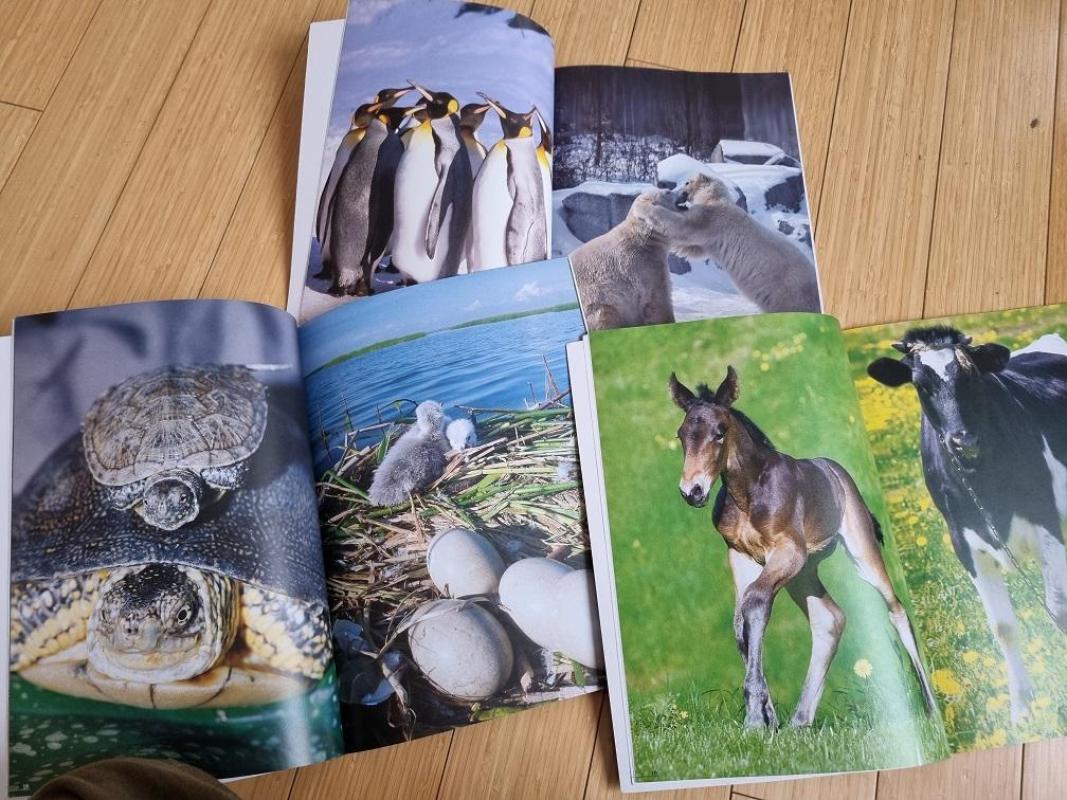 Mažyliai + Žvėrys zoologijos sode + Naminiai gyvūnai - Autorių Kolektyvas, knyga 6