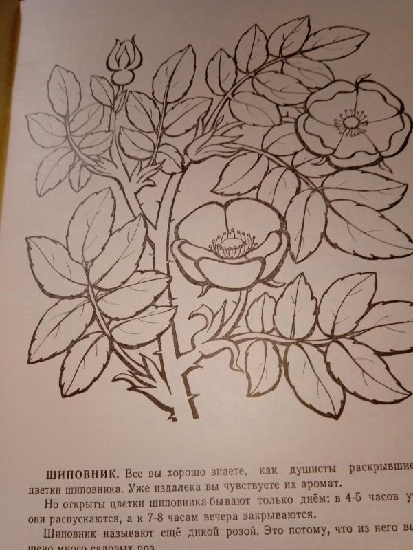 цветочные часы - Autorių Kolektyvas, knyga 3