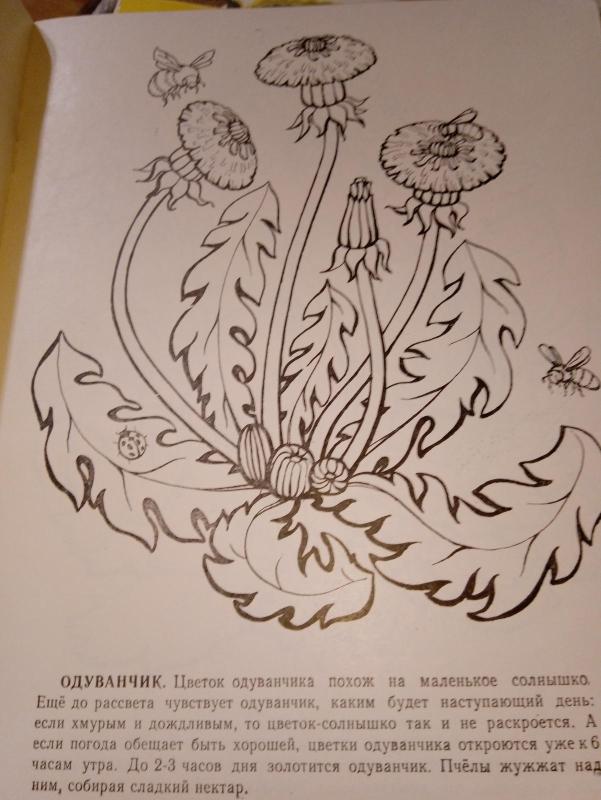 цветочные часы - Autorių Kolektyvas, knyga 2