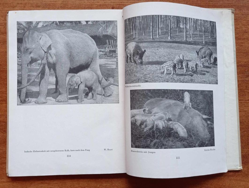 Aus der Kinderstube der Tiere - Adolf Heilborn, knyga 4