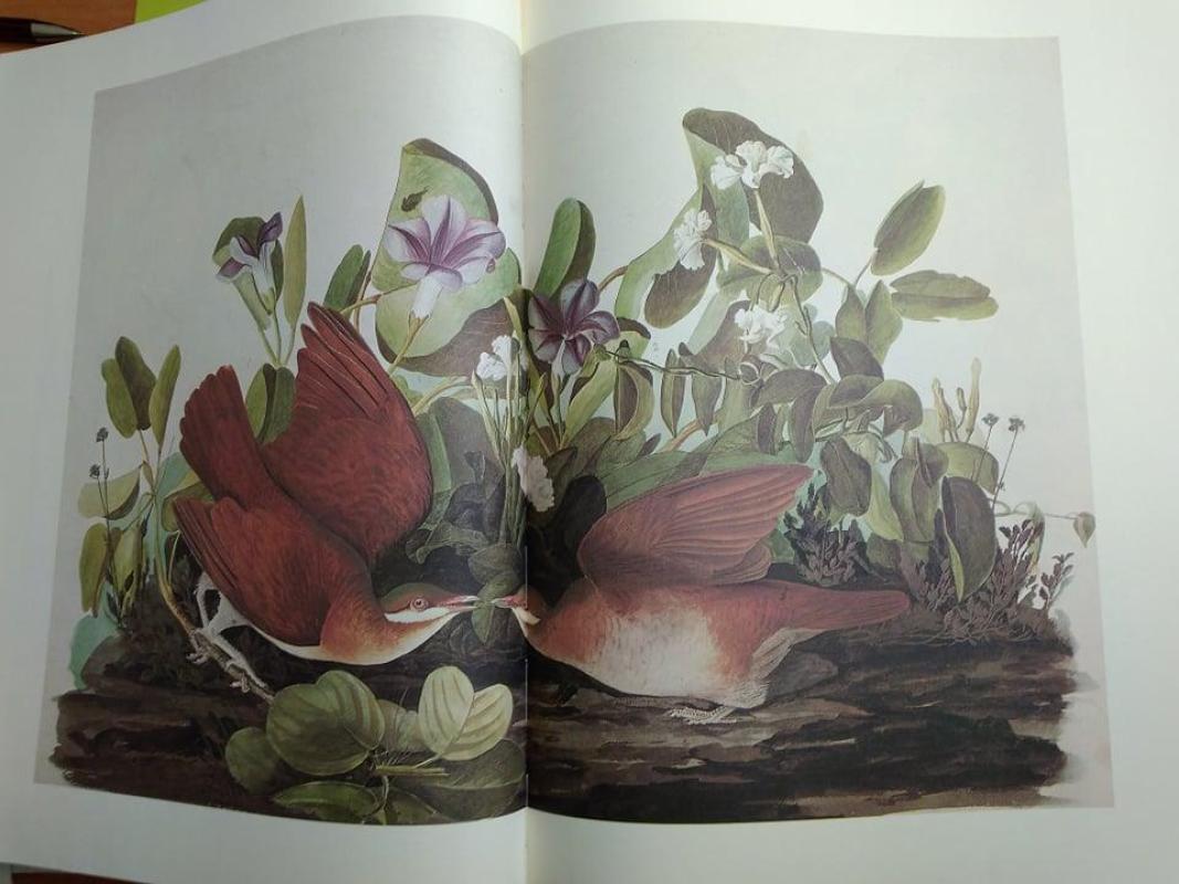 The birds of America - Autorių Kolektyvas, knyga 3