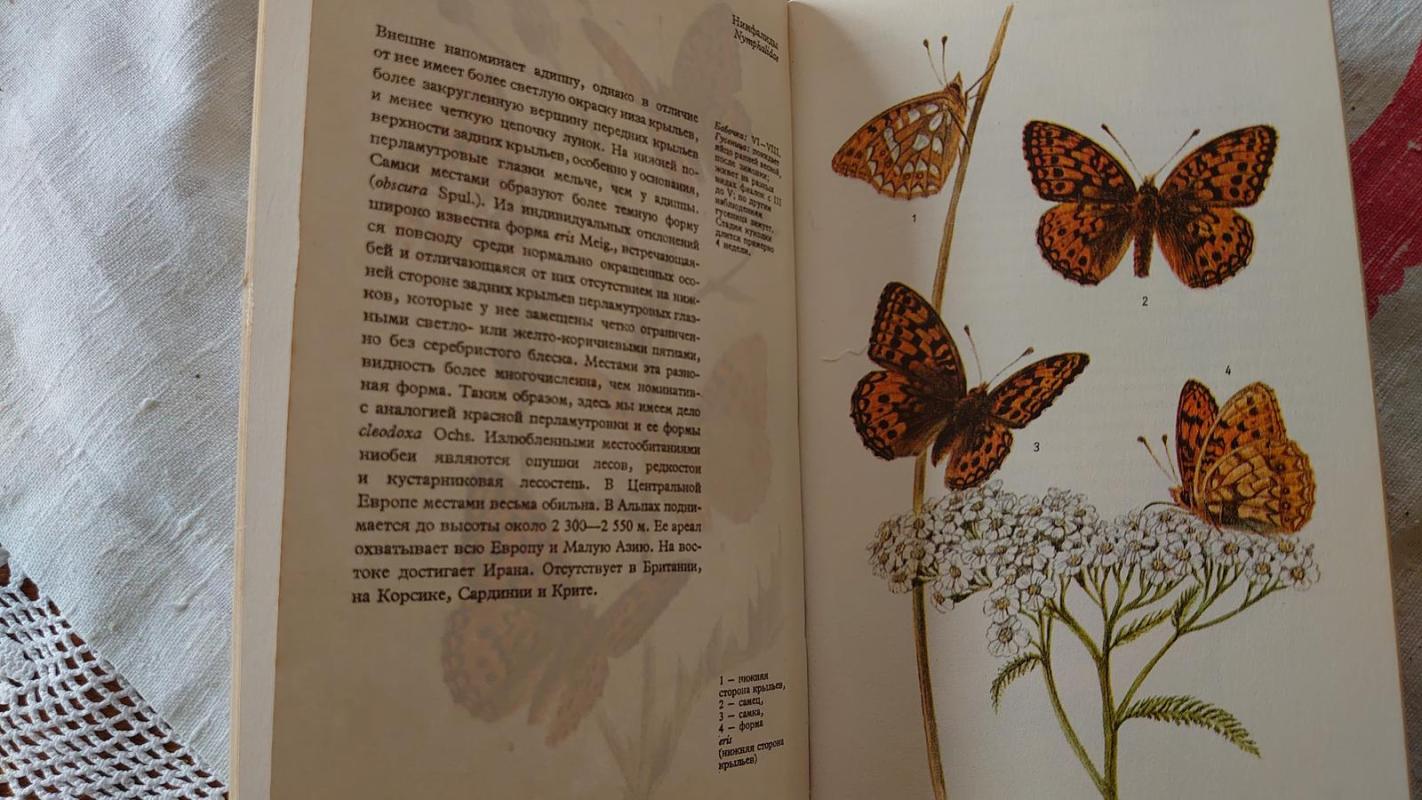 Drugeliai - Joseph Mouxa, knyga 3