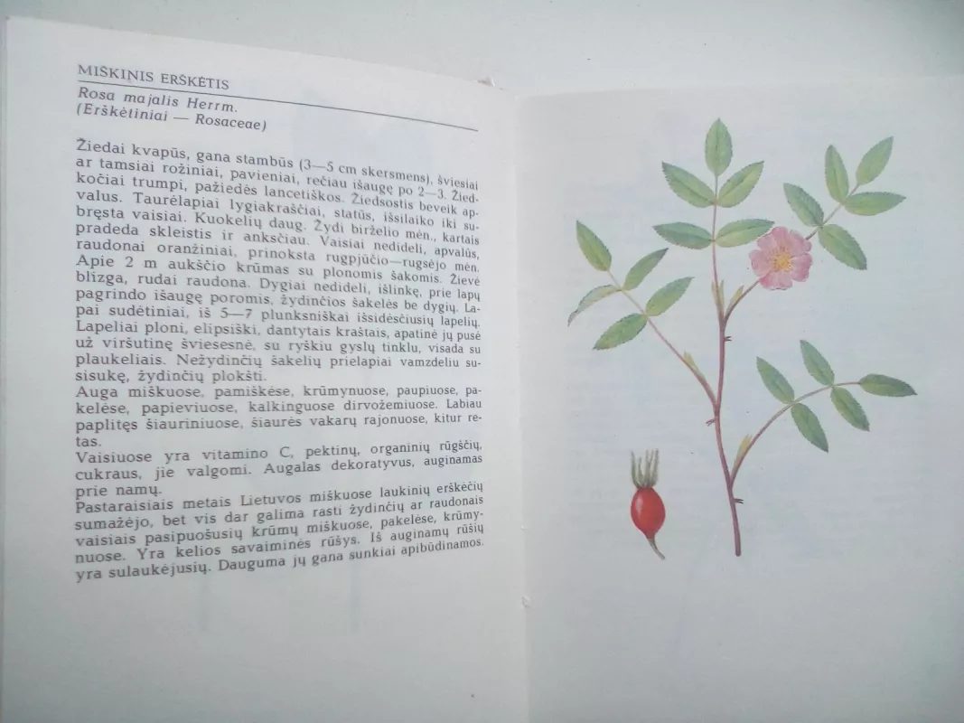 Vasarą žydintys augalai - R. Jankevičienė, knyga 4