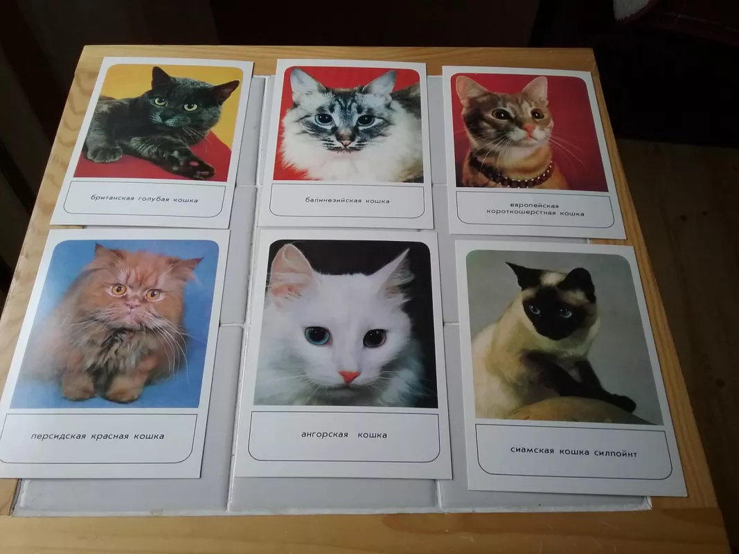 Atvirukų rinkinys-katės(18 vnt) - Autorių Kolektyvas, knyga 4