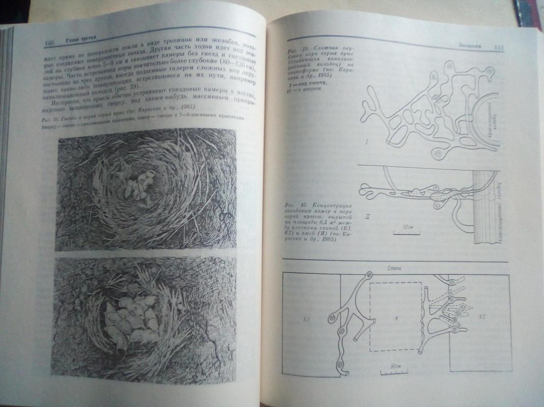 Серая крыса - Autorių Kolektyvas, knyga 4