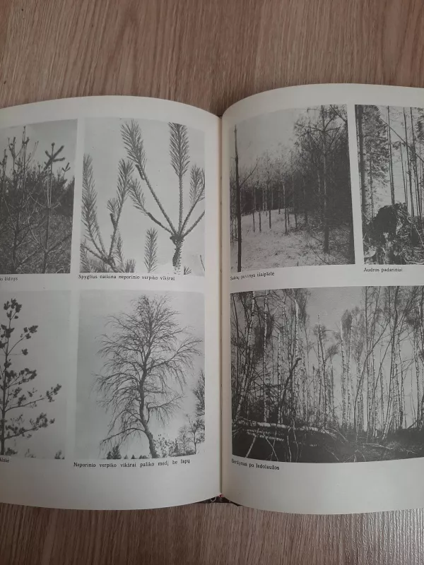 Lietuvos miškų ūkis - V. Verbyla, knyga 3