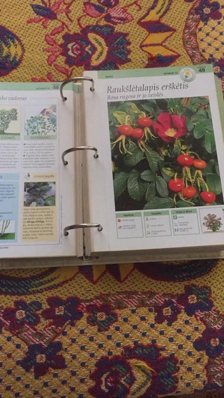 Enciklopedinis rinkinys - Mano svajonių sodas - Autorių Kolektyvas, knyga 2