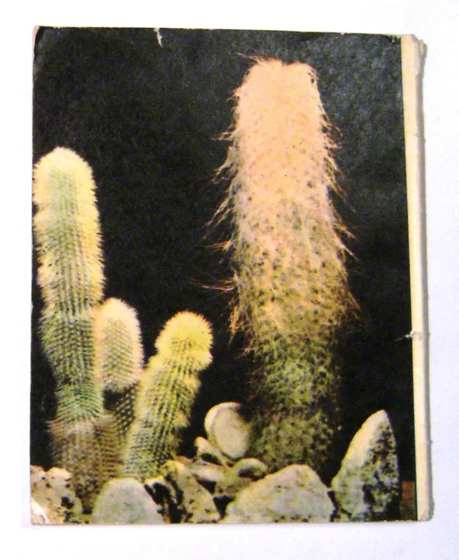 Kaktusai mėgėjo kolekcijoje - E. Abramova, knyga 5