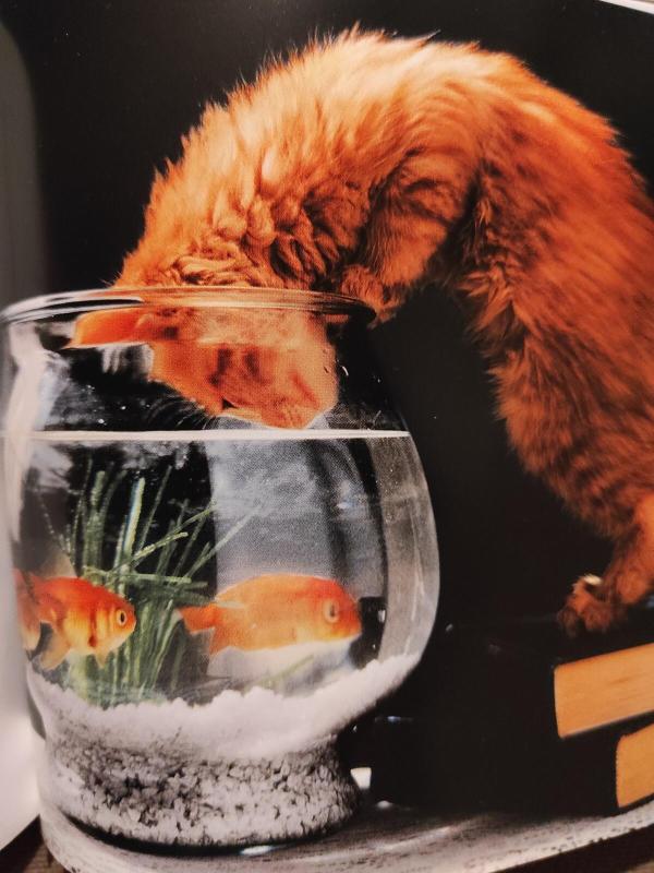 Katės - Caterina Gromis Di Trana, knyga