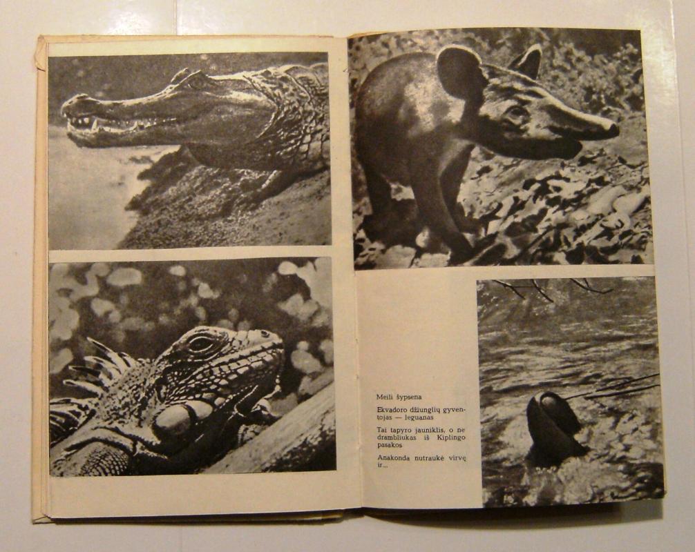 ANAKONDOS BEIEŠKANT - Rolfas Blombergas, knyga 3